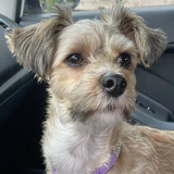 Entry image for Buster