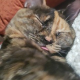 Entry image for Calypso