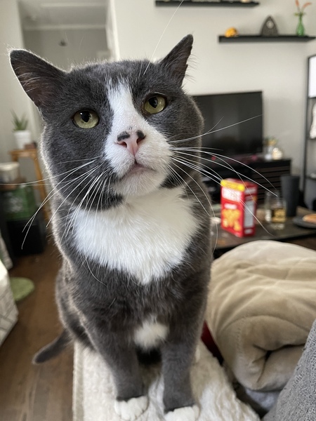 Entry image for Coco. Clicking this image will show a larger photo