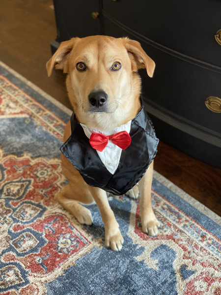 Entry image for Mickey. Clicking this image will show a larger photo