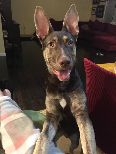 Entry image for Jax. Clicking this image will show a larger photo