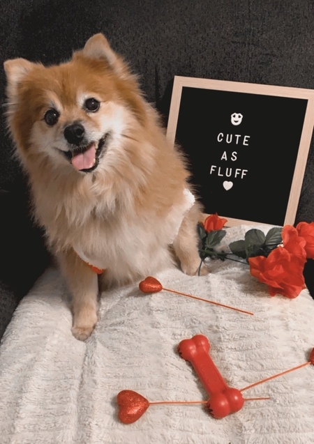 Entry image for Rexy. Clicking this image will show a larger photo