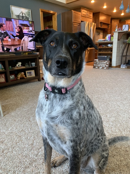 Entry image for Poppy. Clicking this image will show a larger photo