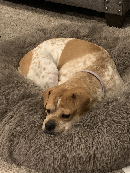 Entry image for Layla. Clicking this image will show a larger photo