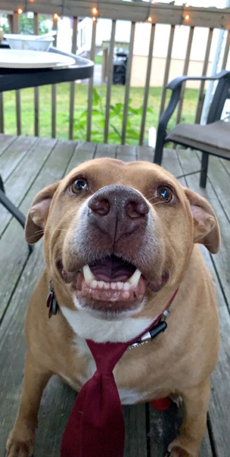 Entry image for Oso. Clicking this image will show a larger photo