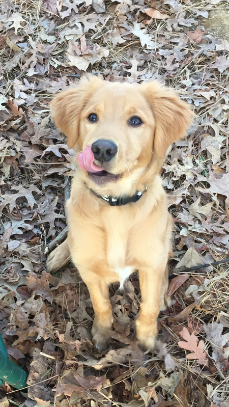 Entry image for Diesel. Clicking this image will show a larger photo