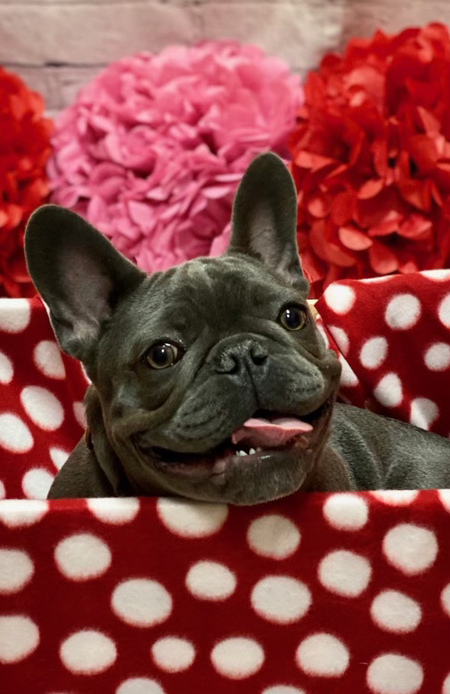 Entry image for Diesel . Clicking this image will show a larger photo