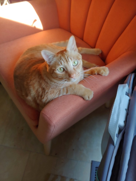 Entry image for Dizzy. Clicking this image will show a larger photo