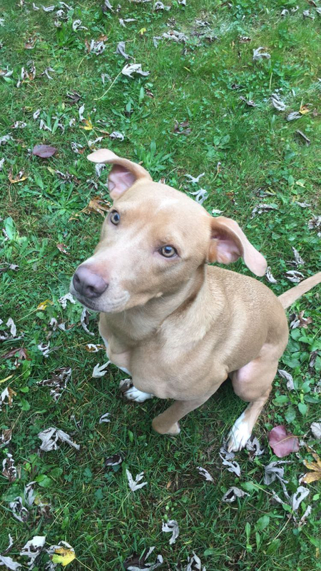 Entry image for Lucy. Clicking this image will show a larger photo