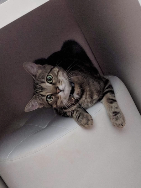 Entry image for Aspen. Clicking this image will show a larger photo