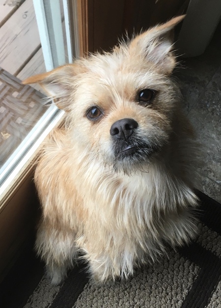 Entry image for Gracie. Clicking this image will show a larger photo