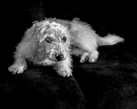 Entry image for Rocky. Clicking this image will show a larger photo