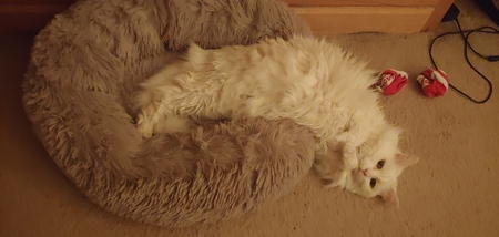 Entry image for Sugar. Clicking this image will show a larger photo