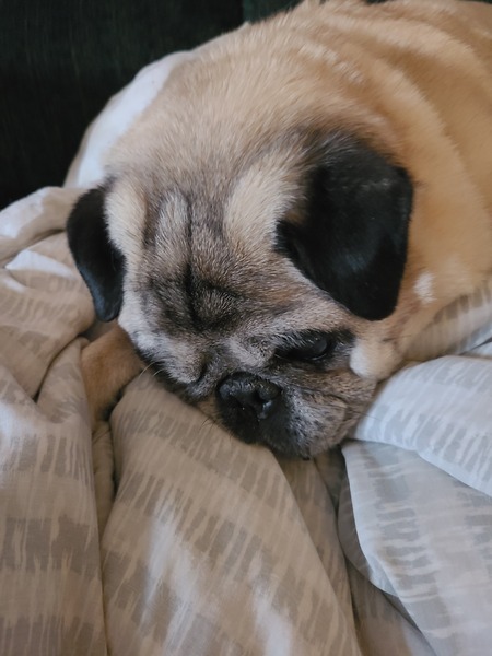 Entry image for Rosco. Clicking this image will show a larger photo