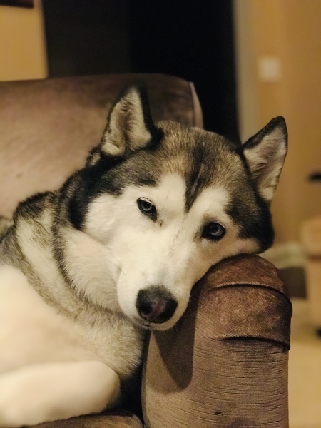 Entry image for Nala. Clicking this image will show a larger photo