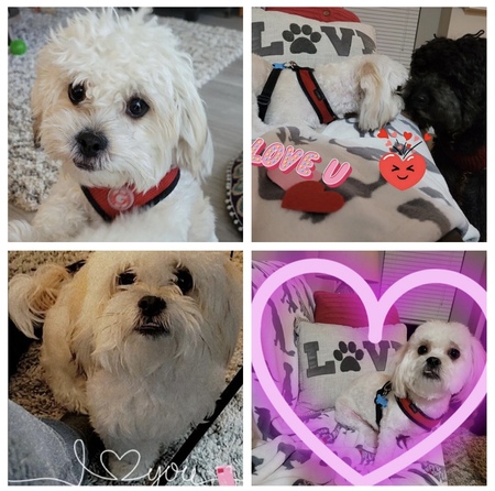 Entry image for Peanut. Clicking this image will show a larger photo