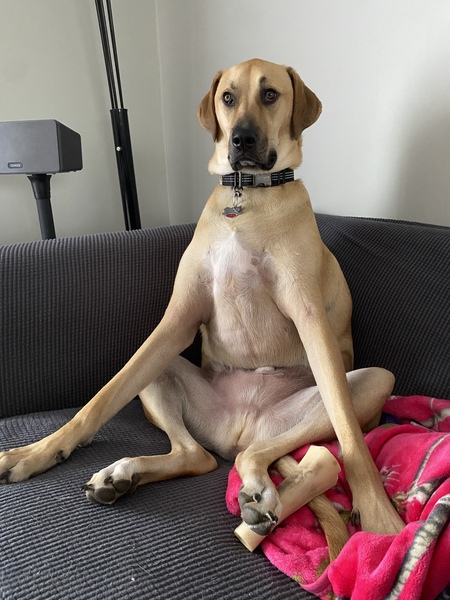 Entry image for Moose. Clicking this image will show a larger photo