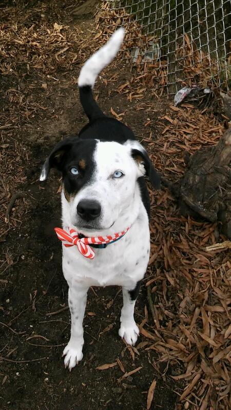 Entry image for Skye. Clicking this image will show a larger photo