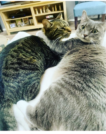 Entry image for Rocky and Rosie . Clicking this image will show a larger photo