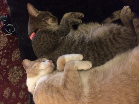 Entry image for Leo and Milan. Clicking this image will show a larger photo