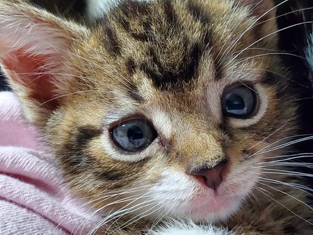 Entry image for Severus. Clicking this image will show a larger photo