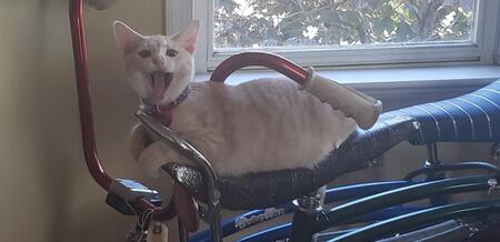 Entry image for Samantha a/k/a Little Girl. Clicking this image will show a larger photo