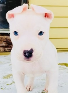 Entry image for Pandora . Clicking this image will show a larger photo