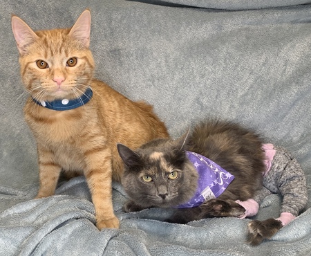 Entry image for Scooty. Clicking this image will show a larger photo