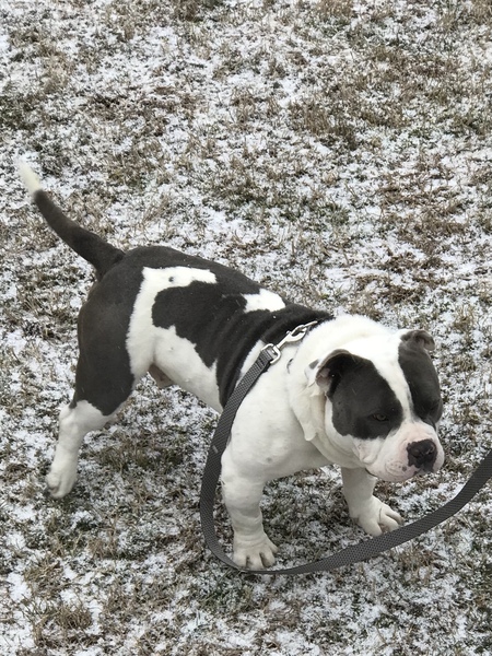 Entry image for Chubz. Clicking this image will show a larger photo