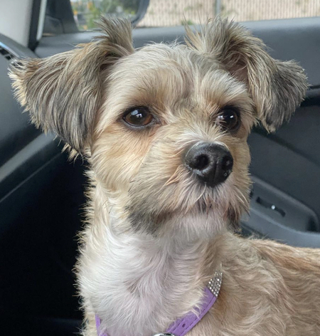 Entry image for Buster. Clicking this image will show a larger photo