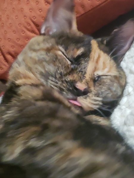 Entry image for Calypso. Clicking this image will show a larger photo