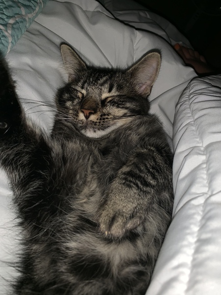 Entry image for Dudley. Clicking this image will show a larger photo