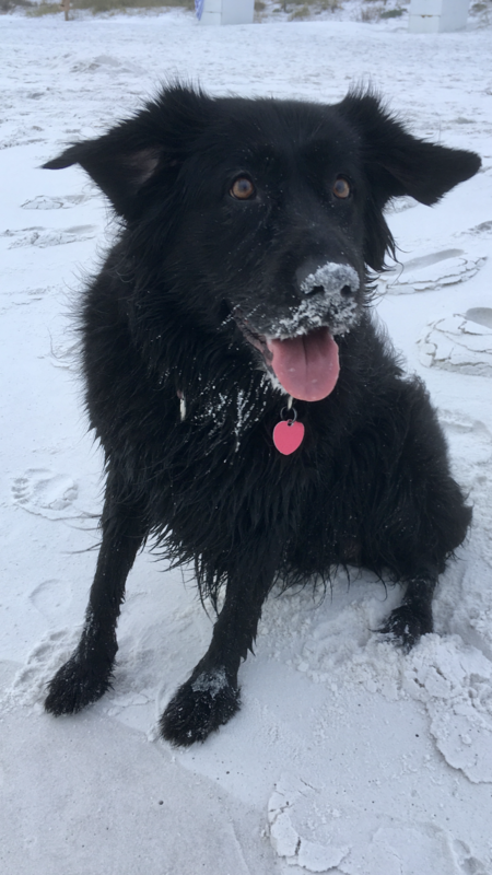BearBear