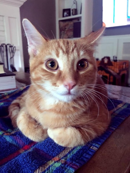 Mikey Meowers 
