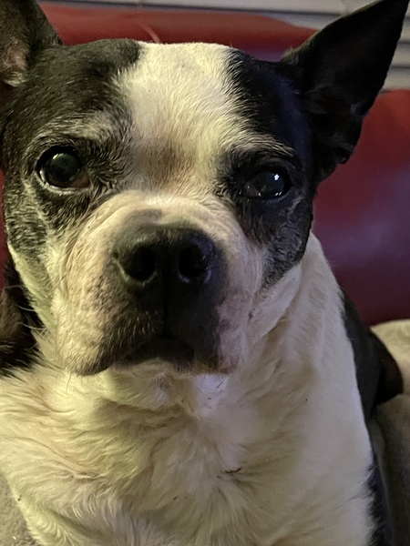 Daisey