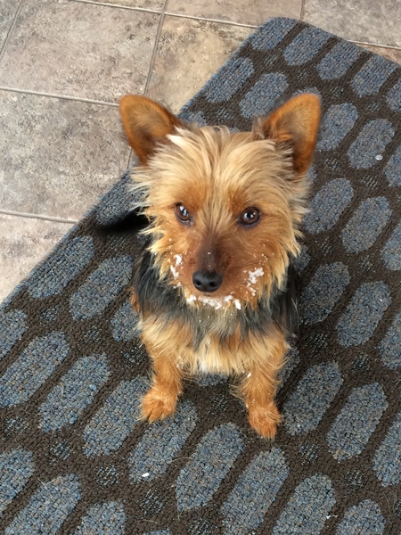 Simon
