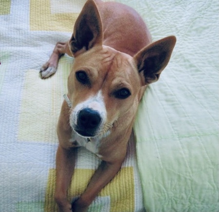 Daisy