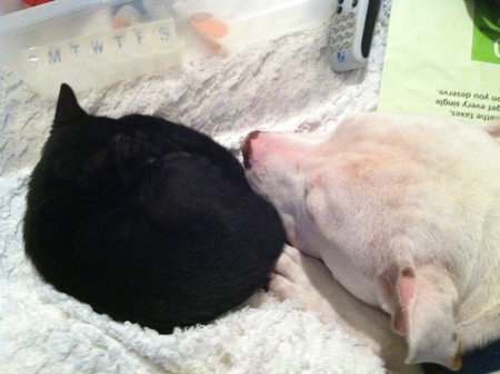 Mavis (cat) Diezel (dog)