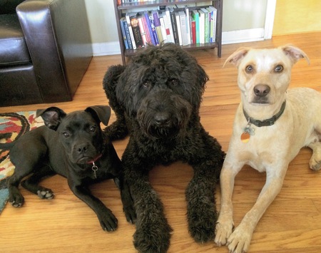 (L-R) Munchkin, Fletcher, and Bennett