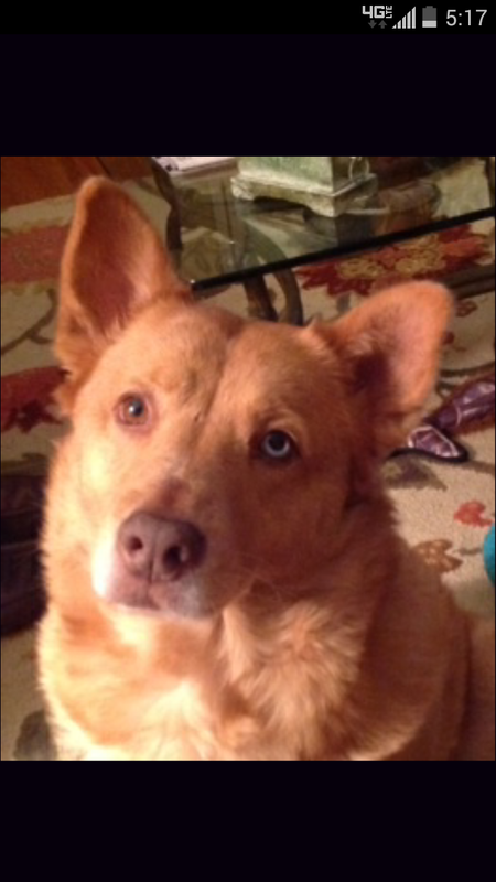 Sheba