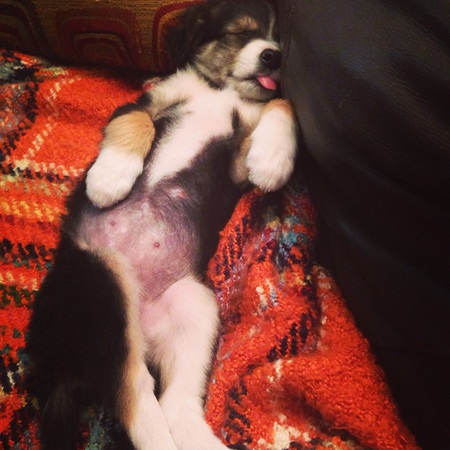 Stella 