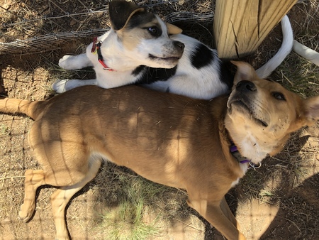 Sesame and Barney