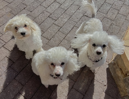 Ozzy, Lacey, and Ayla