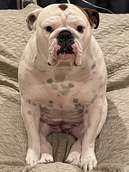 Penny Lane
