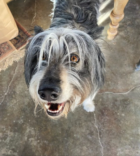 Ringo