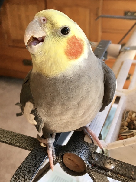 Lulu