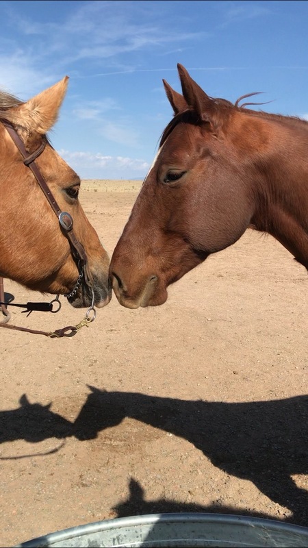 Shiner and Woody