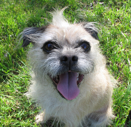 Pixie
