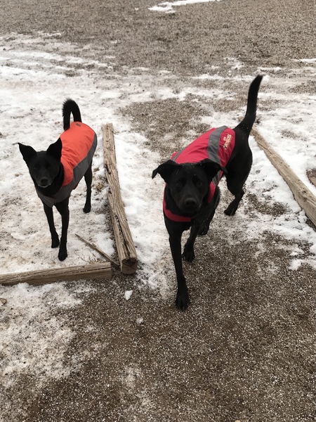 Matilda and Bowie