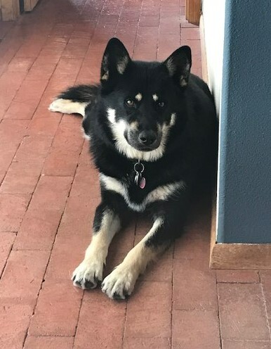 Gracie
